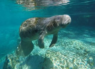 Vivencie a Flórida com as opções virtuais do Visit Florida