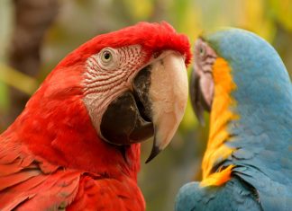 Pousada Sol e Mar encanta turistas com o seu Ecopark