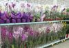 Pandemia aumenta procura por flores Flores no supermercado COOP. Foto: Divulgação