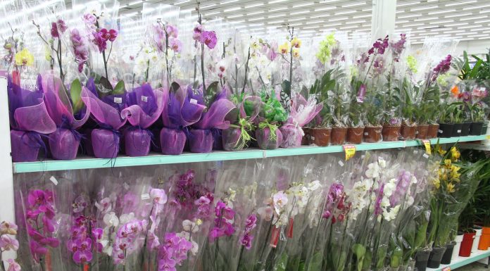 Pandemia aumenta procura por flores Flores no supermercado COOP. Foto: Divulgação