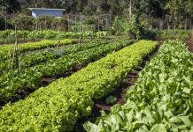 Venha ver essa experiência gastronômica do Bourbon Cataratas do Iguaçu Resort
