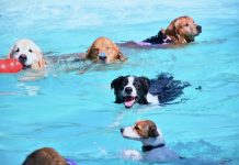 Natação pode ser opção segura para refrescar seu cão em dias quentes Hotel fazenda para cães, localizado em Itu, interior de SP, oferece atividades na piscina para os pets aproveitarem o calor. Foto: Divulgação