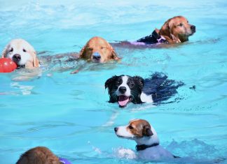 Natação pode ser opção segura para refrescar seu cão em dias quentes Hotel fazenda para cães, localizado em Itu, interior de SP, oferece atividades na piscina para os pets aproveitarem o calor. Foto: Divulgação