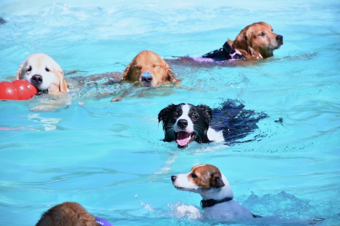 Hotel fazenda para cães, localizado em Itu, interior de SP, oferece atividades na piscina para os pets aproveitarem o calor. Foto: Divulgação