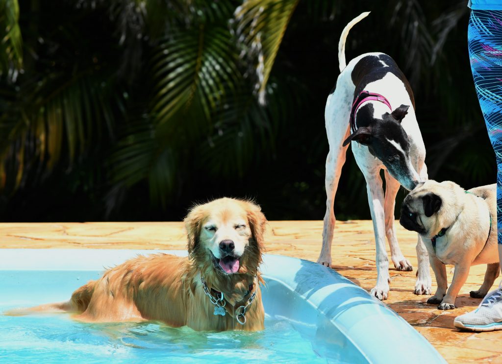 Clube de Cãompo é um hotel fazenda para cães localizado em Itu (SP), há 80 km da capital. Foto: Divulgação