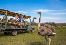 Flórida Central tem passeios imperdíveis para as férias Muito além dos parques temáticos, atrações complementares também fazem parte do roteiro. Foto: Divulgação