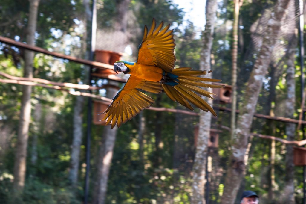 Arara Caninde é uma das aves do Parque. Fotos: Divulgação