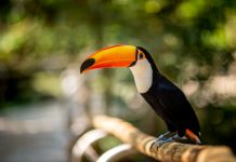 ABC realiza Conferência Regional dos ODS nesta terça-feira (28) O atrativo, que fica em Foz do Iguaçu, no Paraná, é ideal para quem quer tranquilidade em meio à natureza. Foto: Divulgação