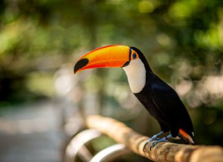 Parque das Aves é opção para o feriado da Consciência Negra O atrativo, que fica em Foz do Iguaçu, no Paraná, é ideal para quem quer tranquilidade em meio à natureza. Foto: Divulgação