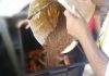 Compostagem doméstica é tema de novo minicurso online do Semasa Participação é gratuita e aberta a todos os interessados. Foto: Divulgação/Semasa