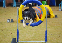 Vai viajar ou tirar férias? Deixe seu cão num hotel fazenda Com 60 mil metros quadrados, Clube de Cãompo, localizado em Itu (SP) oferece conforto e lazer para seus hóspedes caninos. Foto: Divulgação