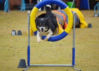Vai viajar ou tirar férias? Deixe seu cão num hotel fazenda Com 60 mil metros quadrados, Clube de Cãompo, localizado em Itu (SP) oferece conforto e lazer para seus hóspedes caninos. Foto: Divulgação