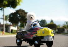 Dicas para viajar de carro com os pets Especialista explica como transportar seu animal de estimação com bem-estar, segurança e proteção. Foto: Divulgação