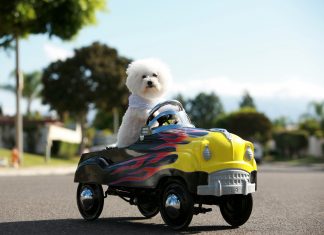 Dicas para viajar de carro com os pets Especialista explica como transportar seu animal de estimação com bem-estar, segurança e proteção. Foto: Divulgação