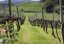 Conheça o mundo do vinho Vinhedos de Bento Gonçalves. Crédito: Tiago Garziera