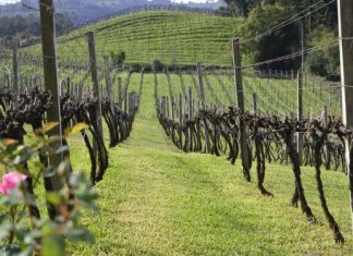 Conheça o mundo do vinho Vinhedos de Bento Gonçalves. Crédito: Tiago Garziera