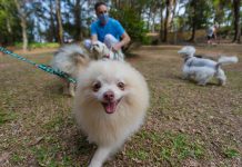 Live da ACISA aborda perspectivas do mercado pet Campanha de conscientização nos parques sobre cuidados com animais domésticos e silvestres começa a valer em 2021. Foto: Alex Cavanha/PSA