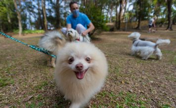 Live da ACISA aborda perspectivas do mercado pet Campanha de conscientização nos parques sobre cuidados com animais domésticos e silvestres começa a valer em 2021. Foto: Alex Cavanha/PSA