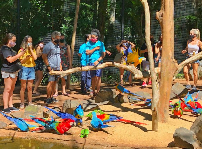 O maior viveiro de araras da América do Sul aperfeiçoou o espaço e instalou novas estruturas para aumentar o grau de bem-estar das aves e contato com os visitantes. Foto: Divulgação