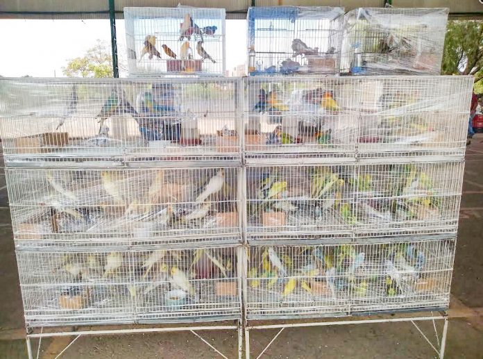 Animais foram recuperados em situação de maus-tratos em avicultura no bairro Nova Petrópolis. Foto: Divulgação/PMSBC