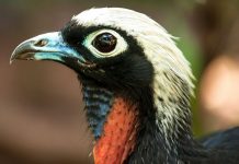 Jacutinga é um dos destaques no Parque das Aves Turistas podem conhecer de perto a ave dispersora de sementes que desapareceu em determinadas áreas no Brasil. Foto: Divulgação