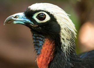 Jacutinga é um dos destaques no Parque das Aves Turistas podem conhecer de perto a ave dispersora de sementes que desapareceu em determinadas áreas no Brasil. Foto: Divulgação
