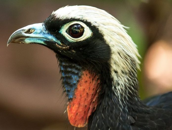 Turistas podem conhecer de perto a ave dispersora de sementes que desapareceu em determinadas áreas no Brasil. Foto: Divulgação