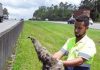 Bicho-preguiça é resgatado no Rodoanel Animal foi encontrado na rodovia nesta sexta-feira, 15/01. Foto: Divulgação
