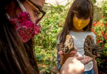 Passeio conecta crianças com aves da Mata Atlântica Parque das Aves proporciona lazer e aprendizado ao mesmo tempo. Foto: Divulgação