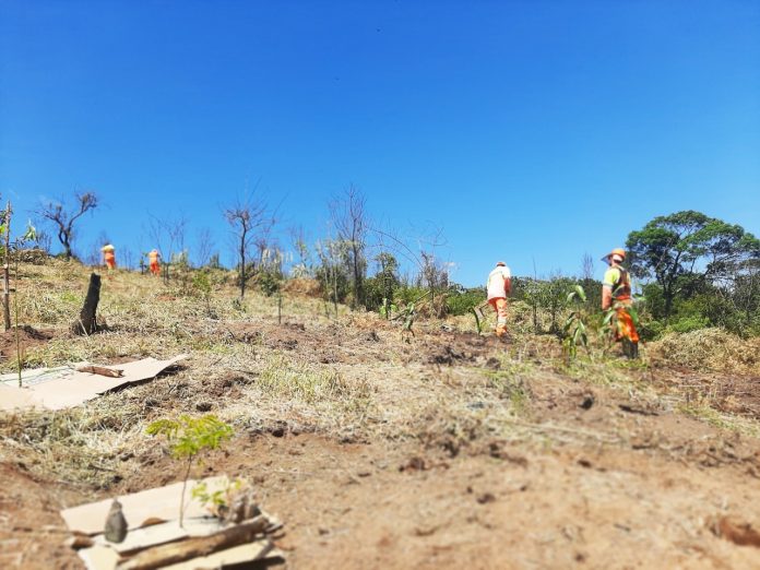 Ação ocorre como medida de compensação ambiental por causa das obras de ampliação do Aterro Sanitário Municipal. Foto: Divulgação/Semasa