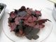 Curso online sobre alimentação sustentável PANCs - Plantas Alimentícias Não Convencionais - Vinagreira rosa. Foto: Divulgação/Semasa