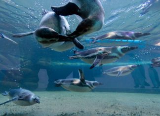 Resultados do Estudo de Demanda Turística de Santo André Pinguinário do Sabina . Foto: Ricardo Trida/PSA