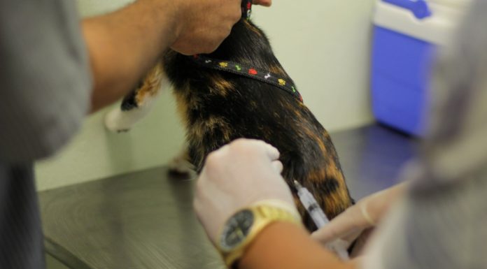Ribeirão Pires divulga nova data para Vacinação Antirrábica Cidade mantém sistema de horário agendado para vacinação de cães e gatos. Foto: Divulgação/PMRP