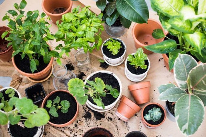 Cultivo ajuda a manter uma alimentação mais saudável, melhora a qualidade do ar e complementa a decoração do lar. Foto: Divulgação