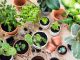 Dicas para montar uma horta caseira Cultivo ajuda a manter uma alimentação mais saudável, melhora a qualidade do ar e complementa a decoração do lar. Foto: Divulgação