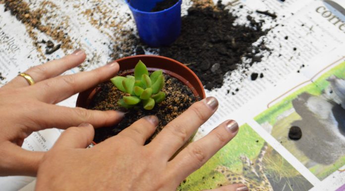 Semasa aborda os benefícios das plantas para a saúde Atividade está com inscrições abertas até terça-feira. Foto: Divulgação/Semasa
