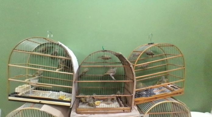 Dezenas de aves são resgatadas de cativeiro irregular Secretaria de Meio Ambiente encaminhou animais para centro de recuperação. Foto: Divulgação/PSA