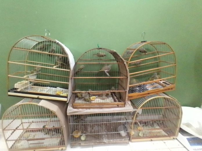 Secretaria de Meio Ambiente encaminhou animais para centro de recuperação. Foto: Divulgação/PSA