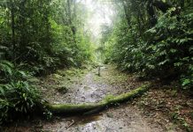 Parque Nascentes de Paranapiacaba ganha Bosque da Memória Bosque da Memória integra campanha que promove a recuperação da Mata Atlântica e homenageia vítimas da Covid-19. Foto: Helber Aggio/PSA