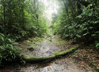 Parque Nascentes de Paranapiacaba ganha Bosque da Memória Bosque da Memória integra campanha que promove a recuperação da Mata Atlântica e homenageia vítimas da Covid-19. Foto: Helber Aggio/PSA