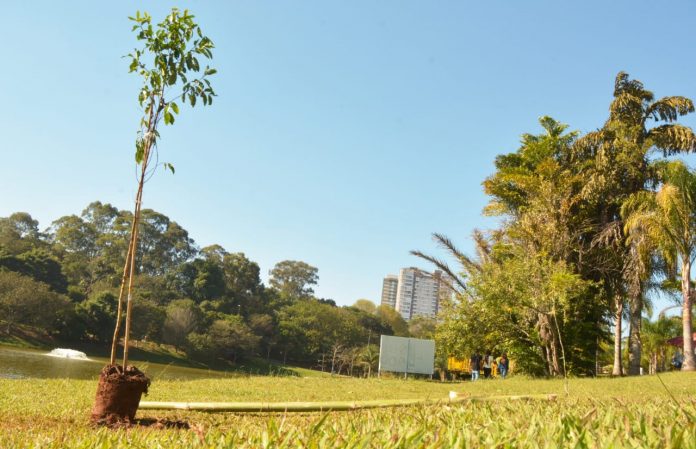 Prefeitura já plantou 9.350 árvores de diversas espécies. Foto: Angelo Baima/PSA