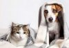 Dicas de cuidados com os pets no inverno Veterinária traz as principais orientações para que o frio não afete a saúde de gatos e cães. Foto: Divulgação