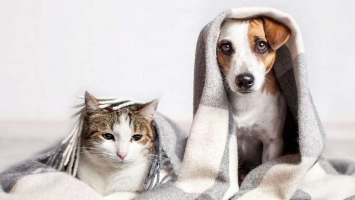 Veterinária traz as principais orientações para que o frio não afete a saúde de gatos e cães. Foto: Divulgação