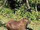 Ribeirão Pires investiga caça ilegal de capivara Capivaras estão sendo caçadas ilegalmente. Foto: Divulgação/PMRP