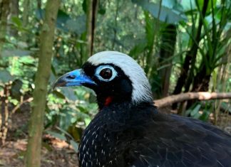 GOLLOG transporta aves de volta para natureza Quatro jacutingas serão devolvidas ao habitat natural. Foto: Divulgação