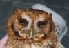 Coruja é resgatada em Ribeirão Pires Munícipe encontrou o animal machucado em seu quintal, no Jardim Iramaia. Foto: Divulgação/PMRP