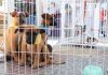 Cães encontram novo lar 25 cachorros foram adotados. Foto: Divulgação/PMRP