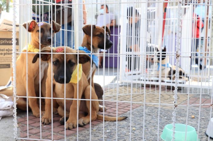 25 cachorros foram adotados. Foto: Divulgação/PMRP