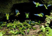 Os melhores destinos por National Geographic Parque Nacional Yasuni (Equador). Foto: Dukas Presseagentur, Alamy Stock Photo