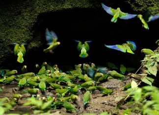 Os melhores destinos por National Geographic Parque Nacional Yasuni (Equador). Foto: Dukas Presseagentur, Alamy Stock Photo